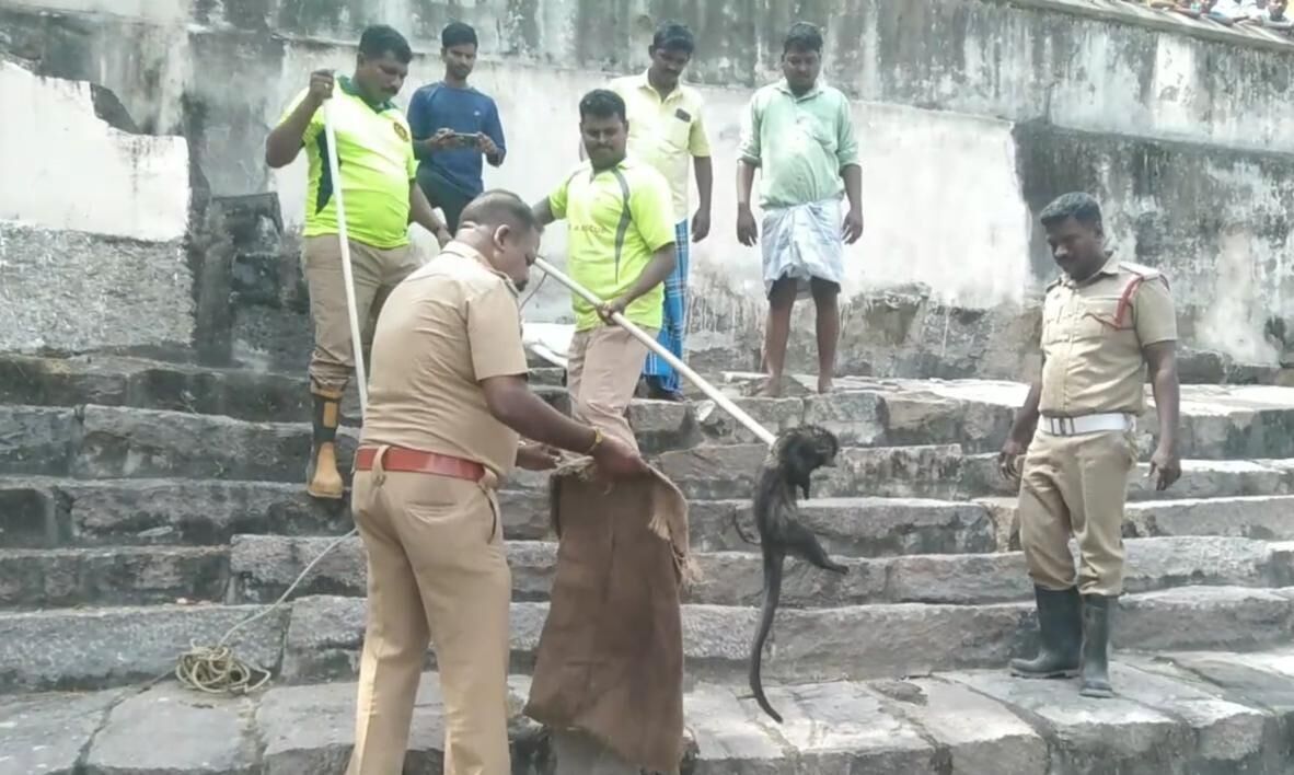 Anjing liar langka di kompleks kuil Kanchipuram: Diselamatkan oleh departemen kehutanan